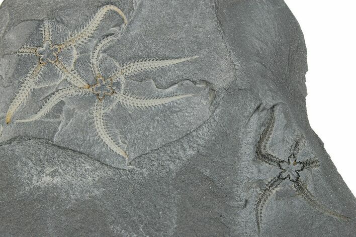 Three Ordovician Brittle Stars (Ophiura) - Morocco #290631